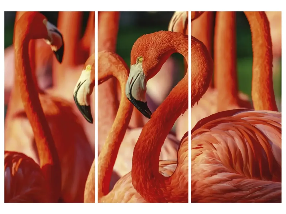 image LAND Digitaldruck auf Acrylglas Flamingos  | Schubiger Möbel