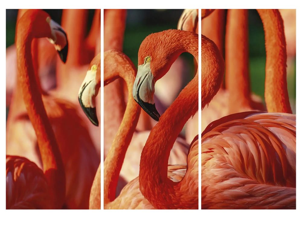 image LAND Digitaldruck auf Acrylglas Flamingos  | Schubiger Möbel