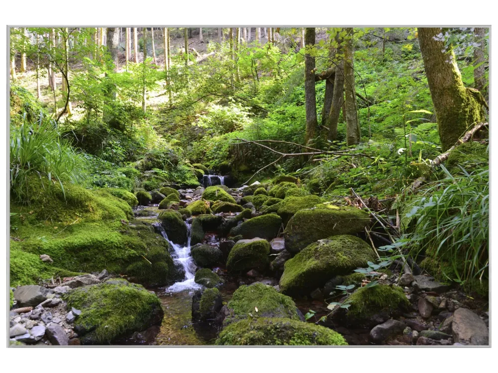 image LAND Bild mit Rahmen Flusslauf im Wald 2  | Schubiger Möbel
