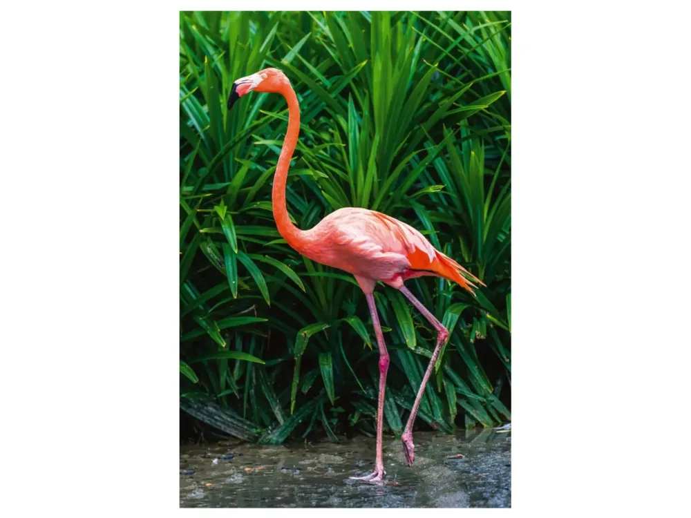 image LAND Digitaldruck auf Acrylglas Eleganter Flamingo  | Schubiger Möbel