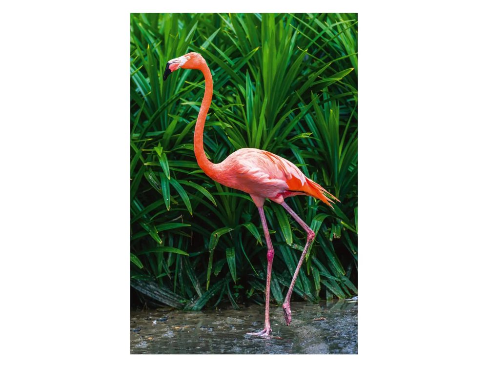 image LAND Digitaldruck auf Acrylglas Eleganter Flamingo  | Schubiger Möbel