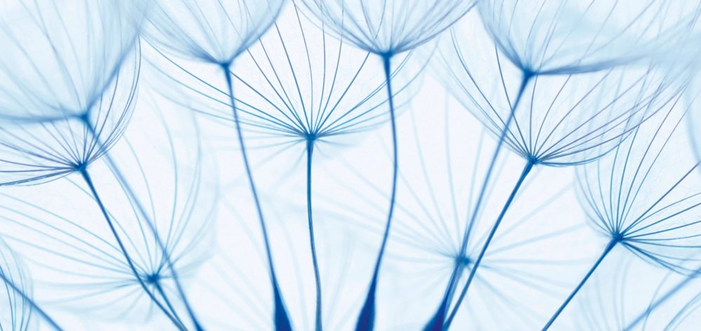 image LAND Alubild Pusteblumen in Blau  | Schubiger Möbel