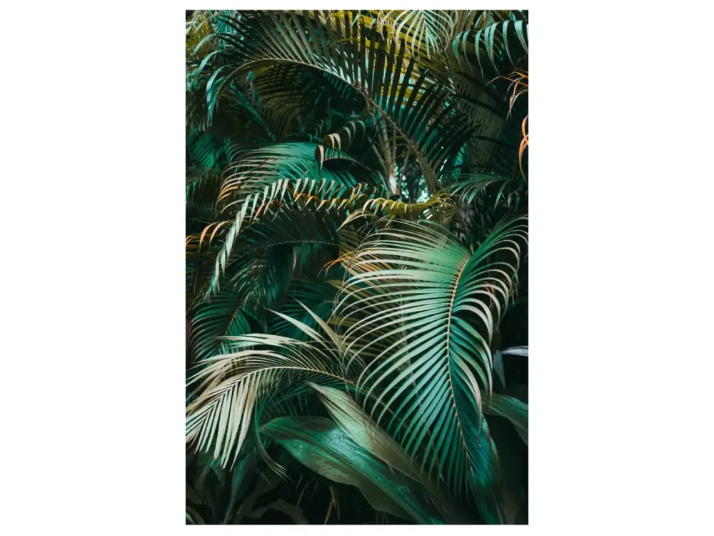 image LAND Digitaldruck auf Glas Grüne Pflanzen  | Schubiger Möbel