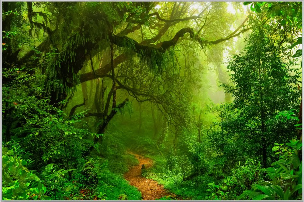 image LAND Bild mit Rahmen Woodland  | Schubiger Möbel