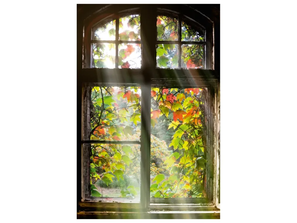 image LAND Alubild Fenster mit Laub  | Schubiger Möbel