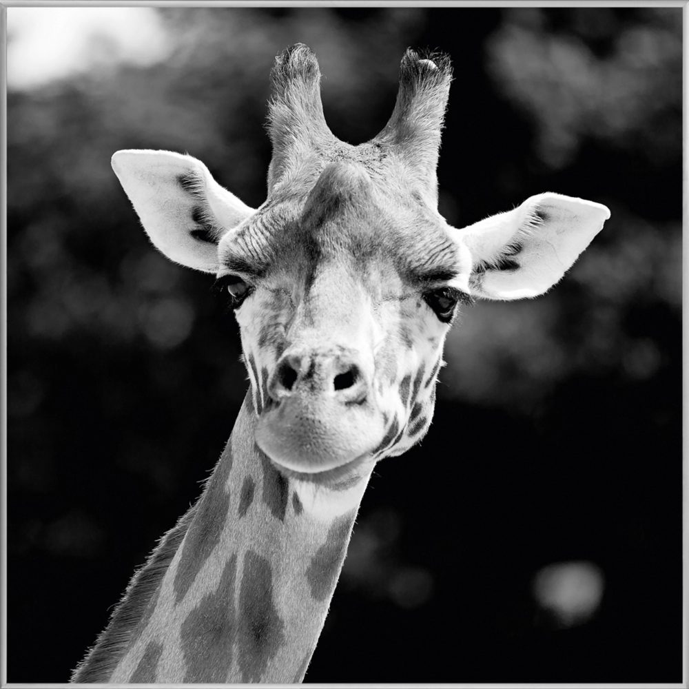 image LAND Bild mit Rahmen Giraffe  | Schubiger Möbel