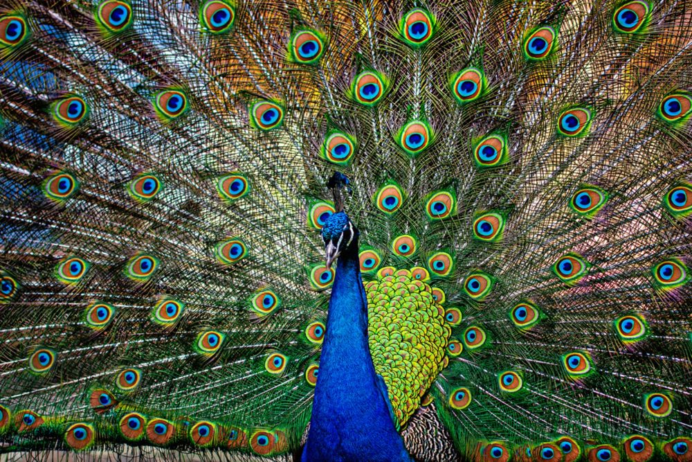 image LAND Alubild Stolzer Pfau  | Schubiger Möbel