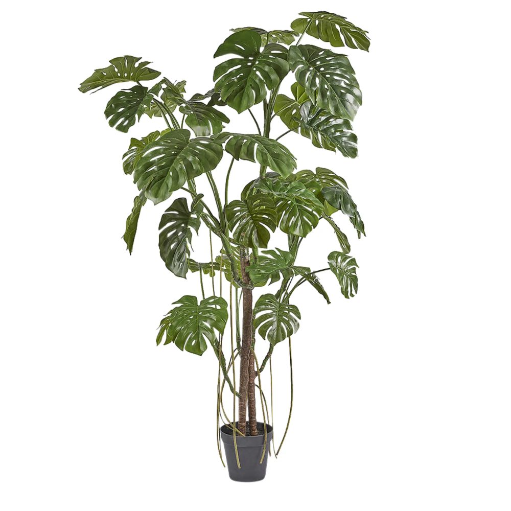 Edg Kunstpflanze Monstera H: 240 cm  | Schubiger Möbel