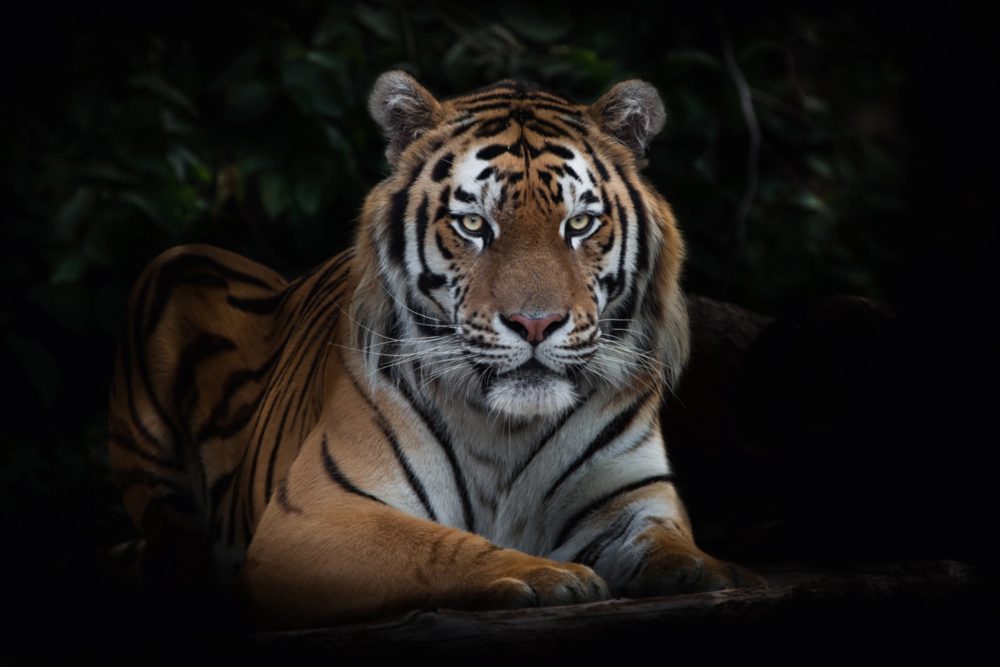 image LAND Alubild Imposanter Tiger  | Schubiger Möbel
