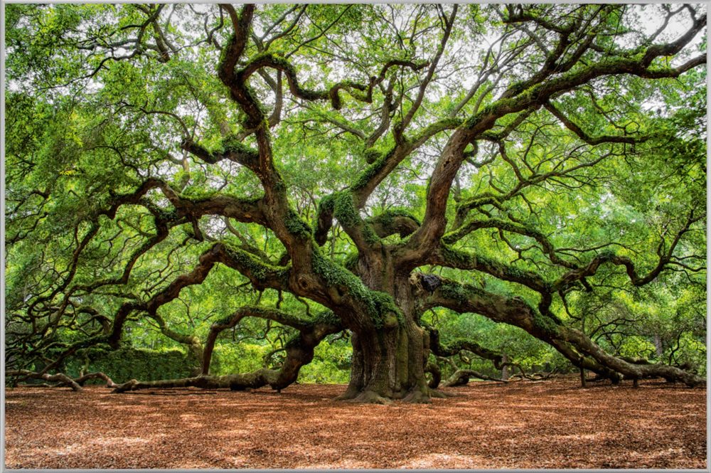 image LAND Bild mit Rahmen Verzweigter Baum  | Schubiger Möbel