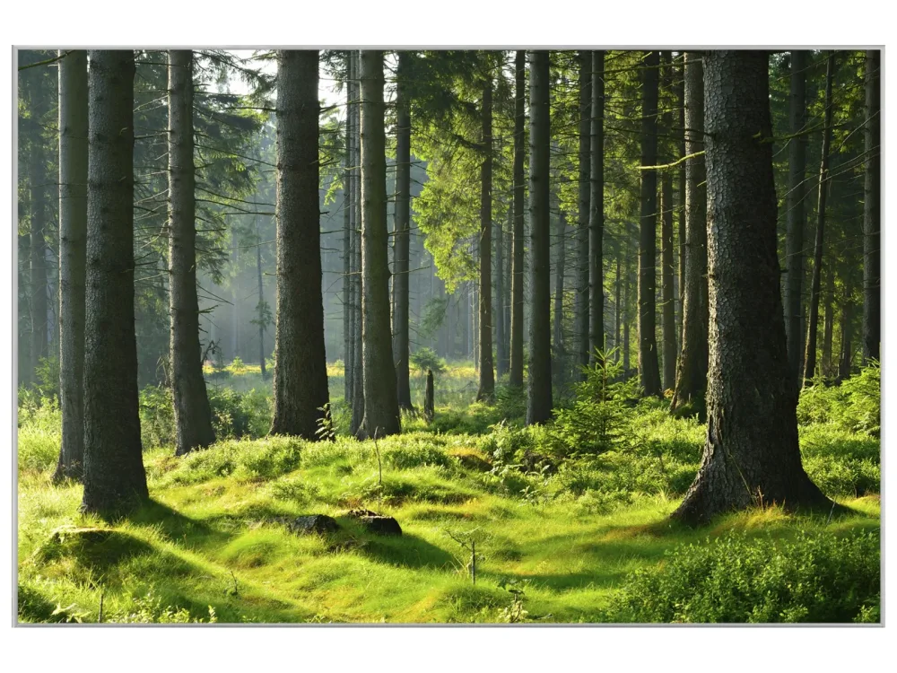 image LAND Bild mit Rahmen Hochwald  | Schubiger Möbel