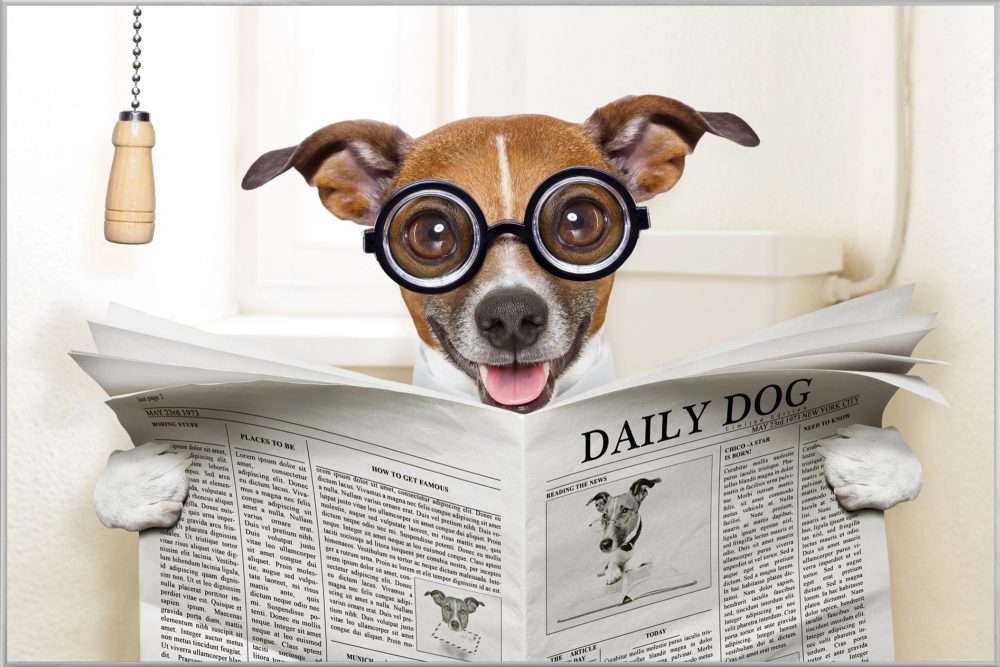 image LAND Bild mit Rahmen Hund mit Zeitung  | Schubiger Möbel