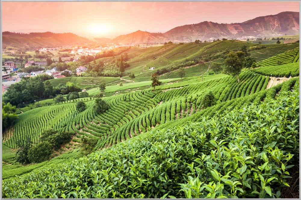 image LAND Bild mit Rahmen Weinberge Bei Sonnenuntergang  | Schubiger Möbel