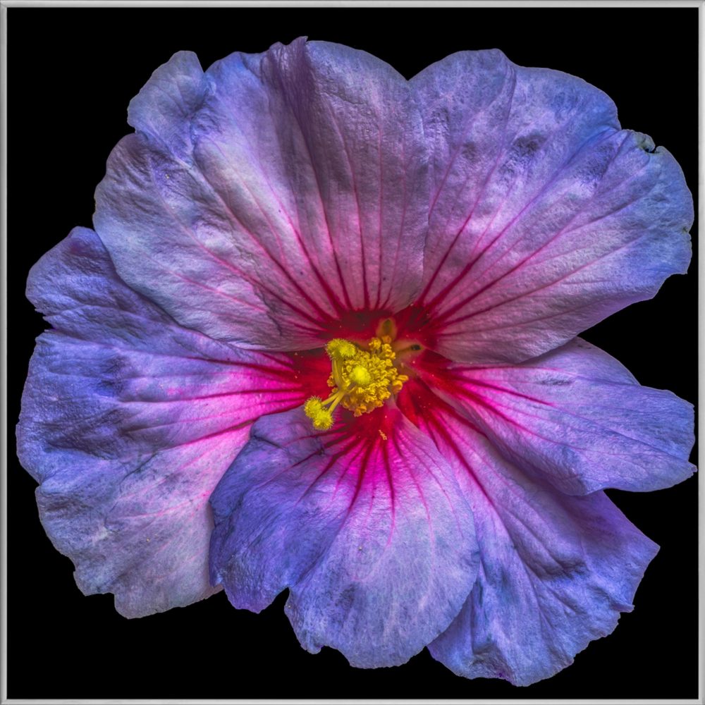image LAND Bild mit Rahmen Hibiskusblüte in Blau und Rosa  | Schubiger Möbel