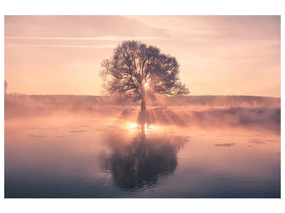 image LAND Digitaldruck auf Acrylglas Baum mit Spiegelung  | Schubiger Möbel