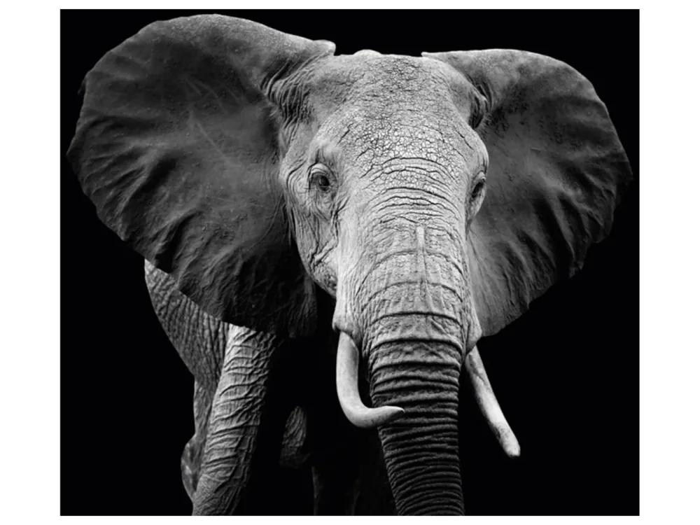 image LAND Alubild Majestätischer Elefant  | Schubiger Möbel