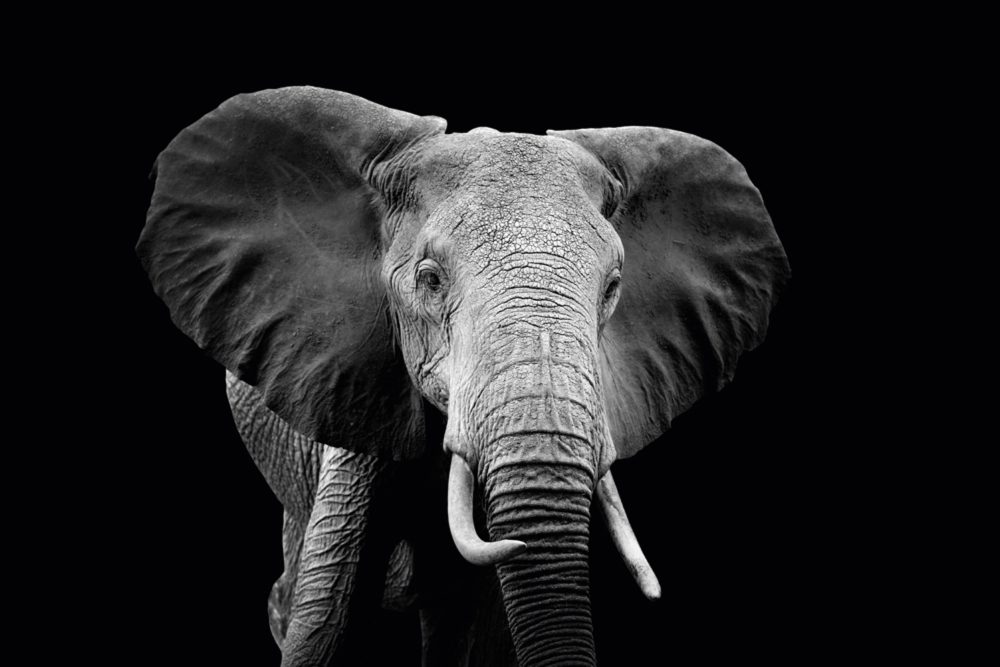 image LAND Alubild Majestätischer Elefant  | Schubiger Möbel