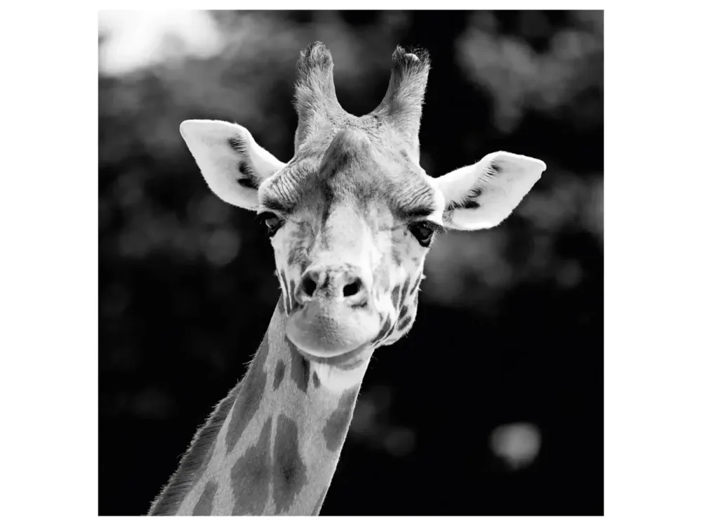 image LAND Digitaldruck auf Acrylglas Giraffe  | Schubiger Möbel
