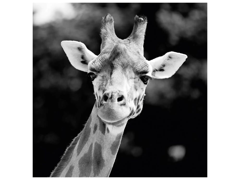 image LAND Digitaldruck auf Acrylglas Giraffe  | Schubiger Möbel
