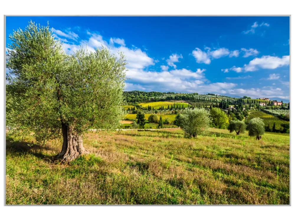 image LAND Bild mit Rahmen Hübsche Toskanische Landschaft  | Schubiger Möbel