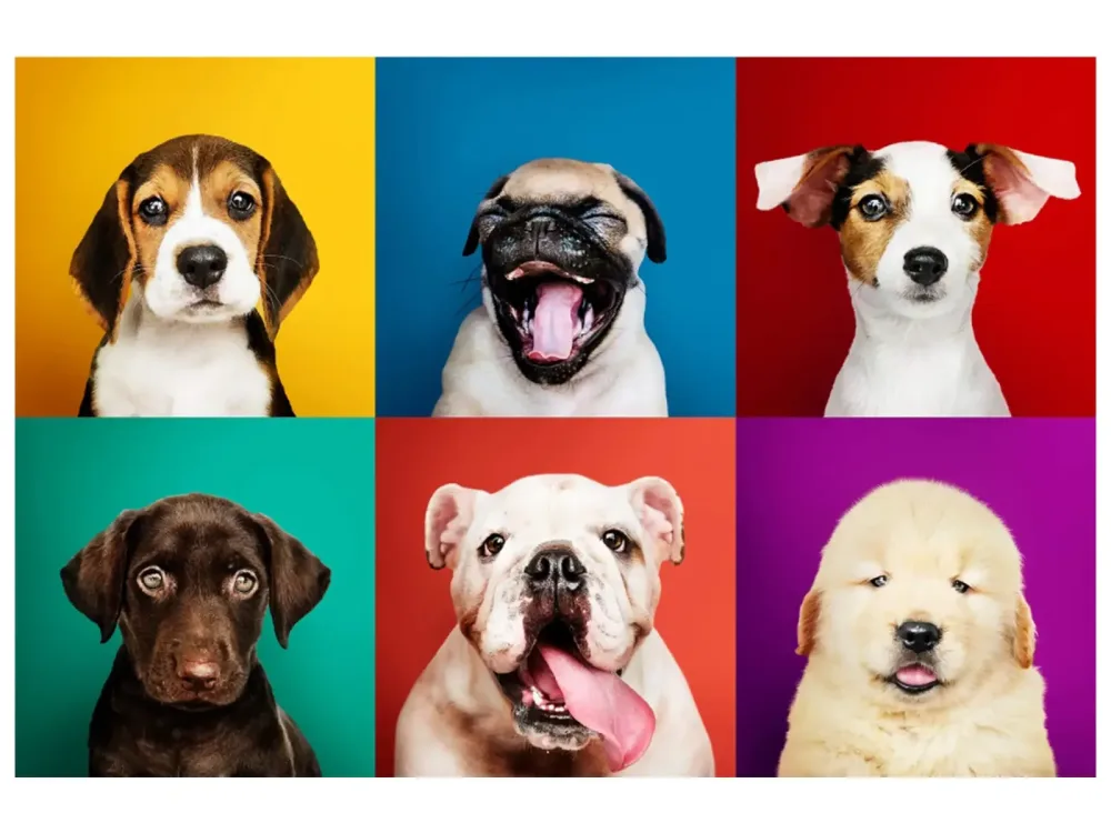 image LAND Digitaldruck auf Acrylglas Lustige Hunde  | Schubiger Möbel