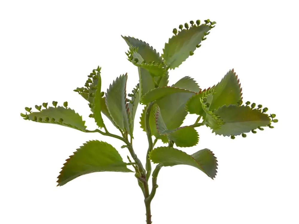 Edg Kunstpflanze Kalanchoe Hellgrün H: 25 cm  | Schubiger Möbel