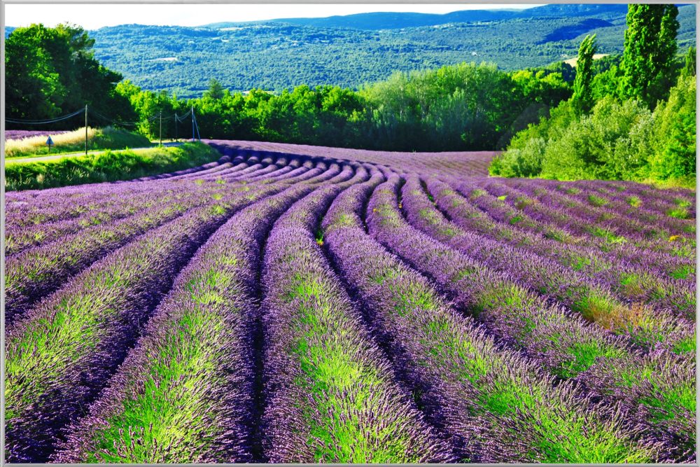 image LAND Bild mit Rahmen Lavendelfeld 1  | Schubiger Möbel