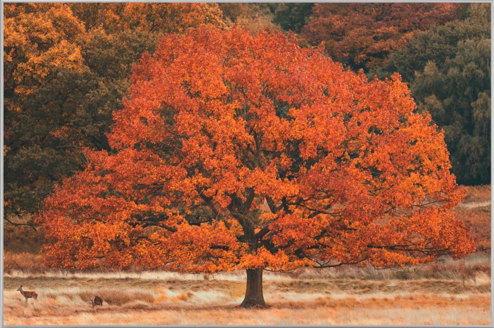 image LAND Bild mit Rahmen Herbstbaum  | Schubiger Möbel