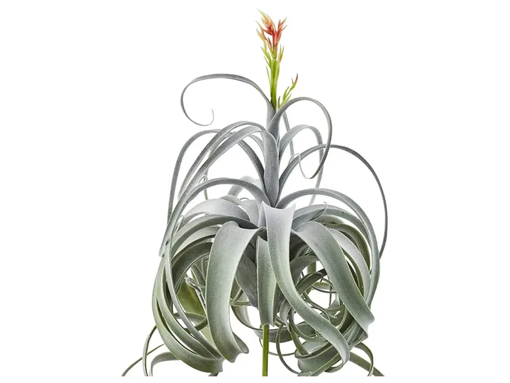 Edg Tillandsia Grün H: 60 cm Grün | Schubiger Möbel