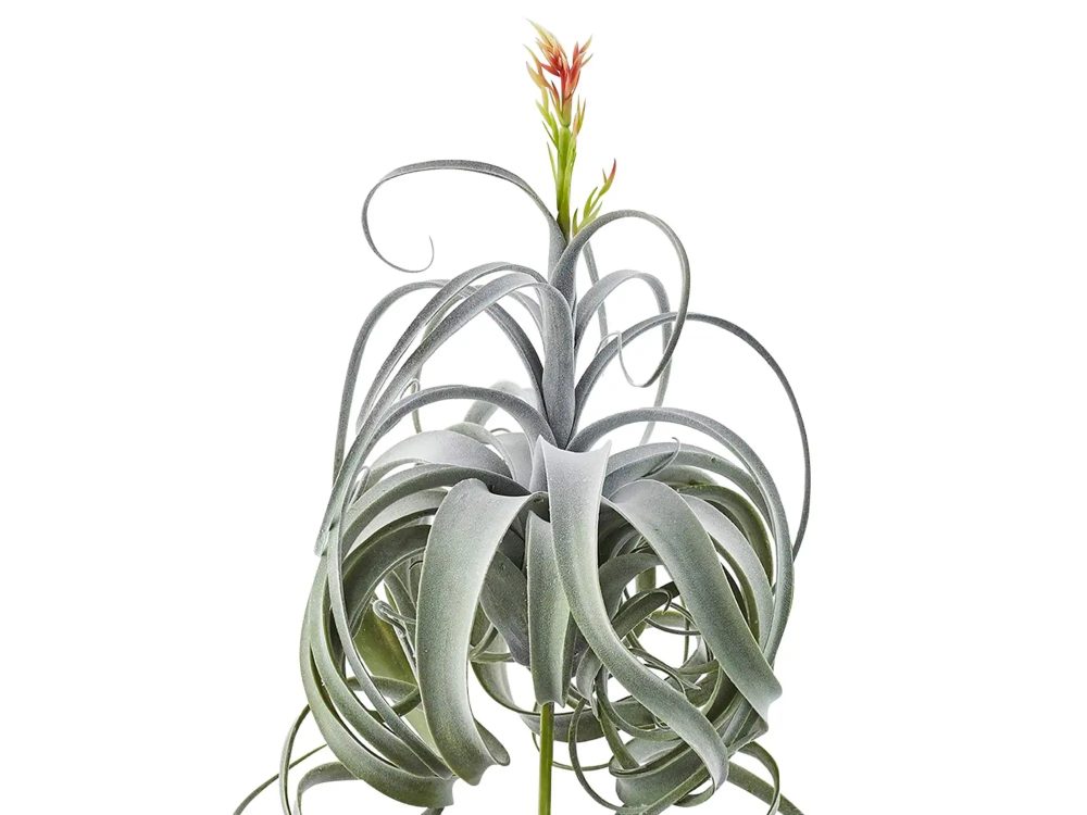 Edg Tillandsia Grün H: 60 cm Grün | Schubiger Möbel