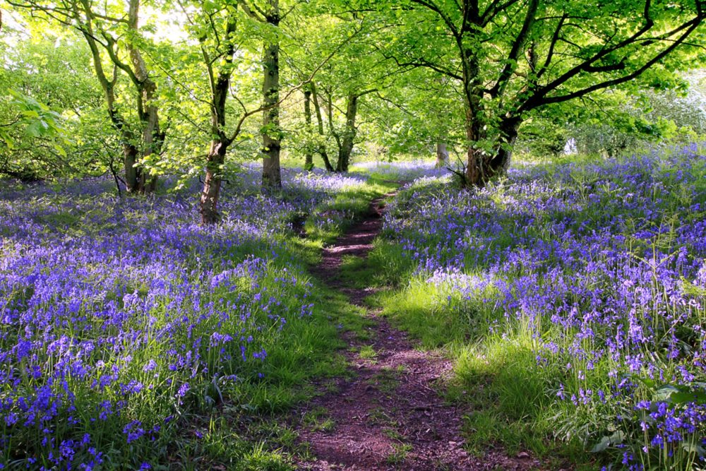 image LAND Alubild Wald mit Lavendel 1  | Schubiger Möbel