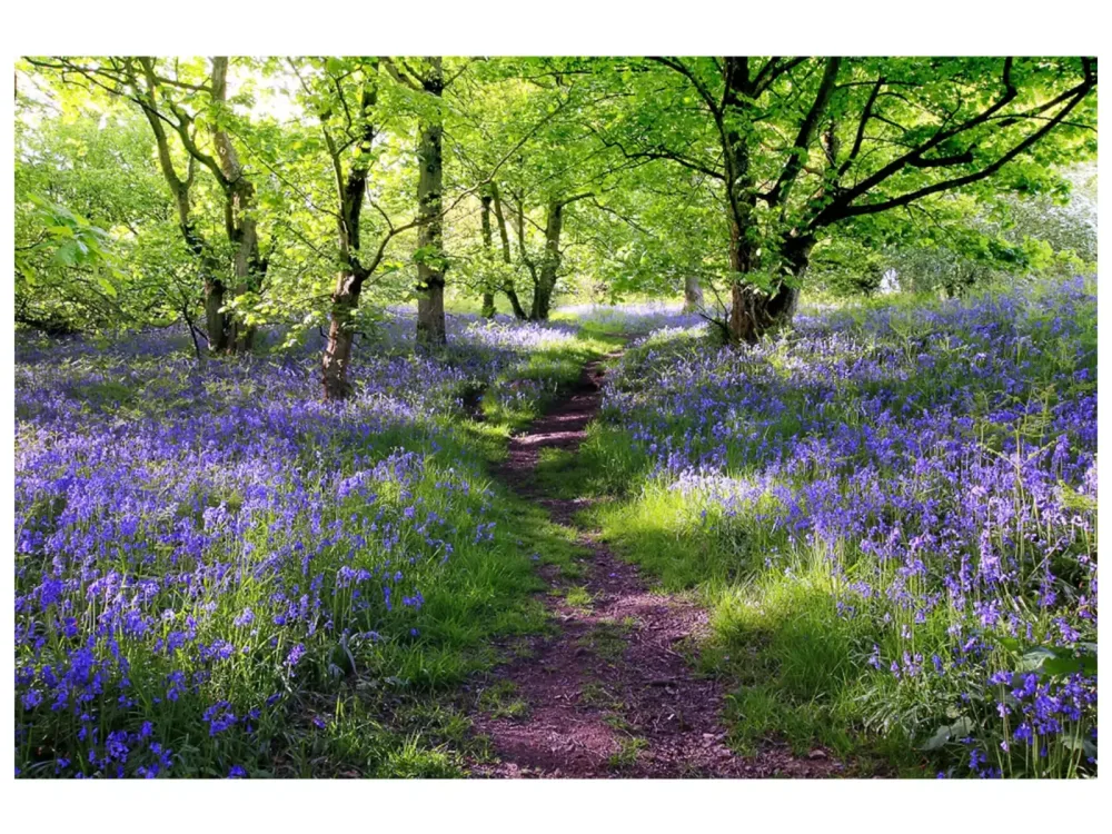 image LAND Digitaldruck auf Glas Wald mit Lavendel 1  | Schubiger Möbel