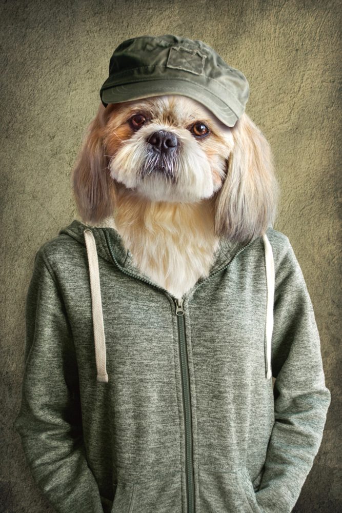 image LAND Alubild Witziger Hund mit Jacke  | Schubiger Möbel