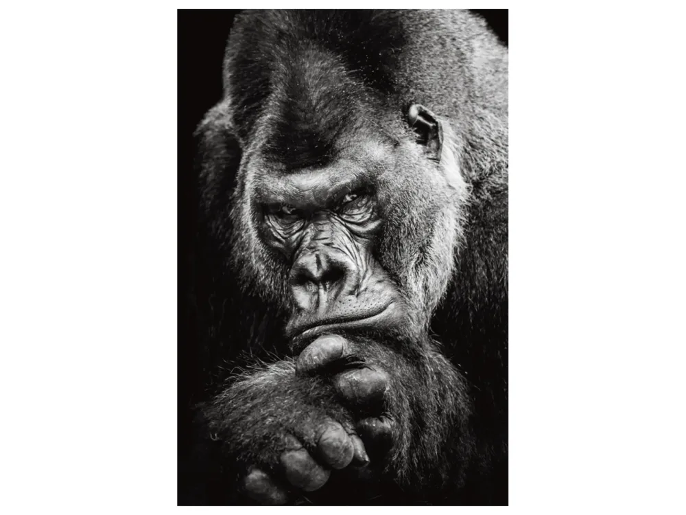 image LAND Alubild Imposanter Gorilla  | Schubiger Möbel