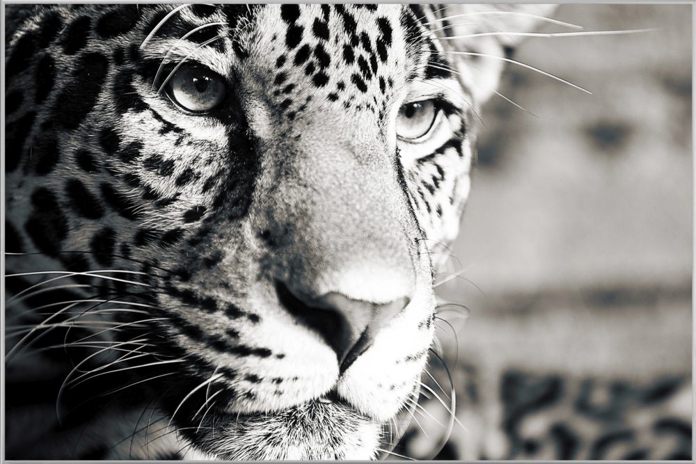 image LAND Bild mit Rahmen Leopard  | Schubiger Möbel