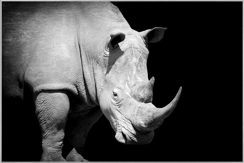 image LAND Bild mit Rahmen Nashorn  | Schubiger Möbel