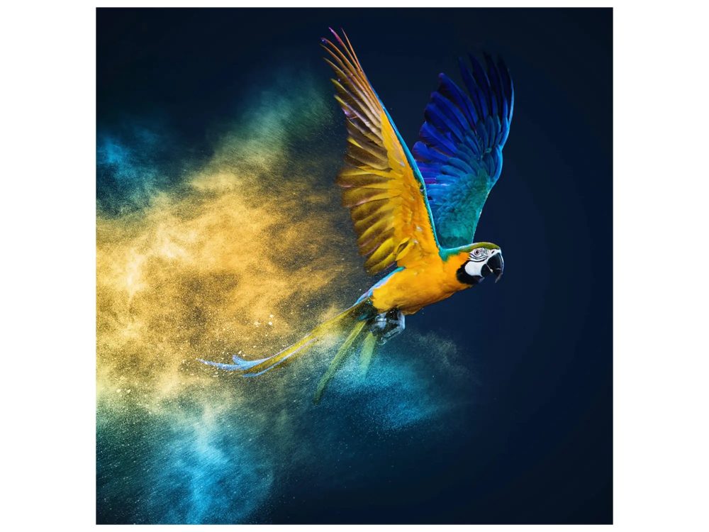 image LAND Digitaldruck auf Glas Fliegender Papagei  | Schubiger Möbel