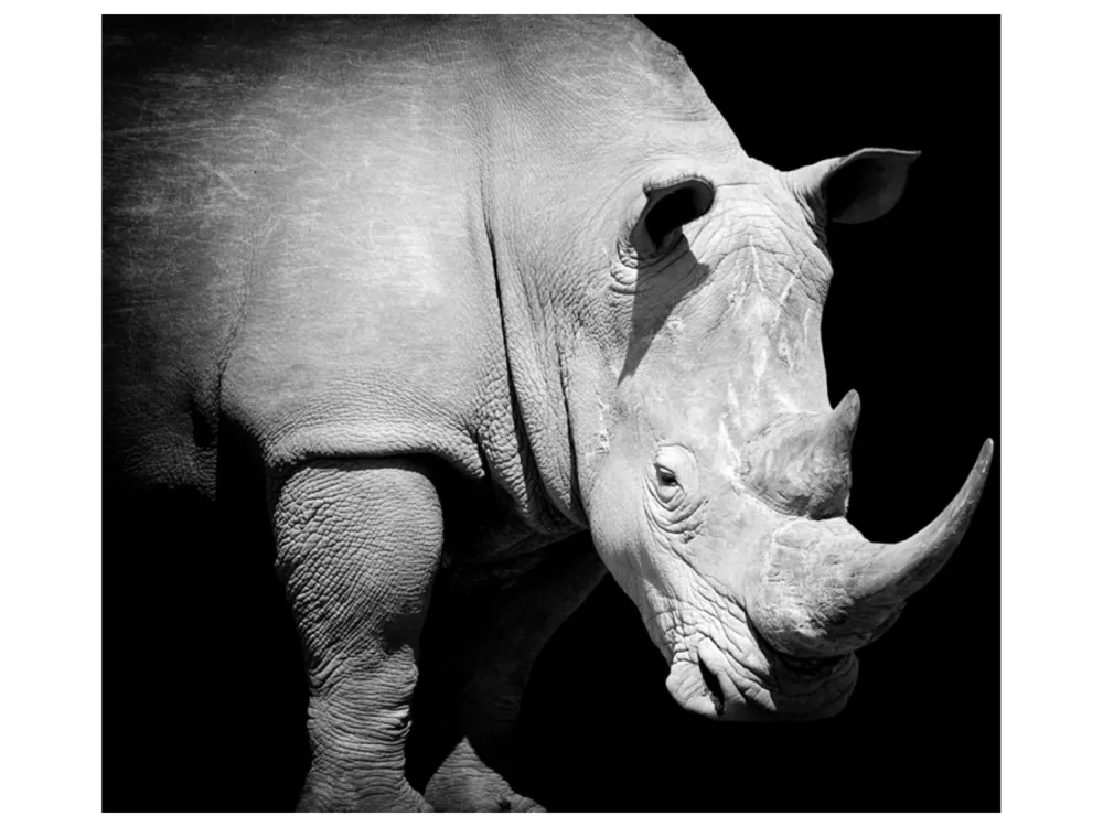image LAND Alubild Nashorn  | Schubiger Möbel