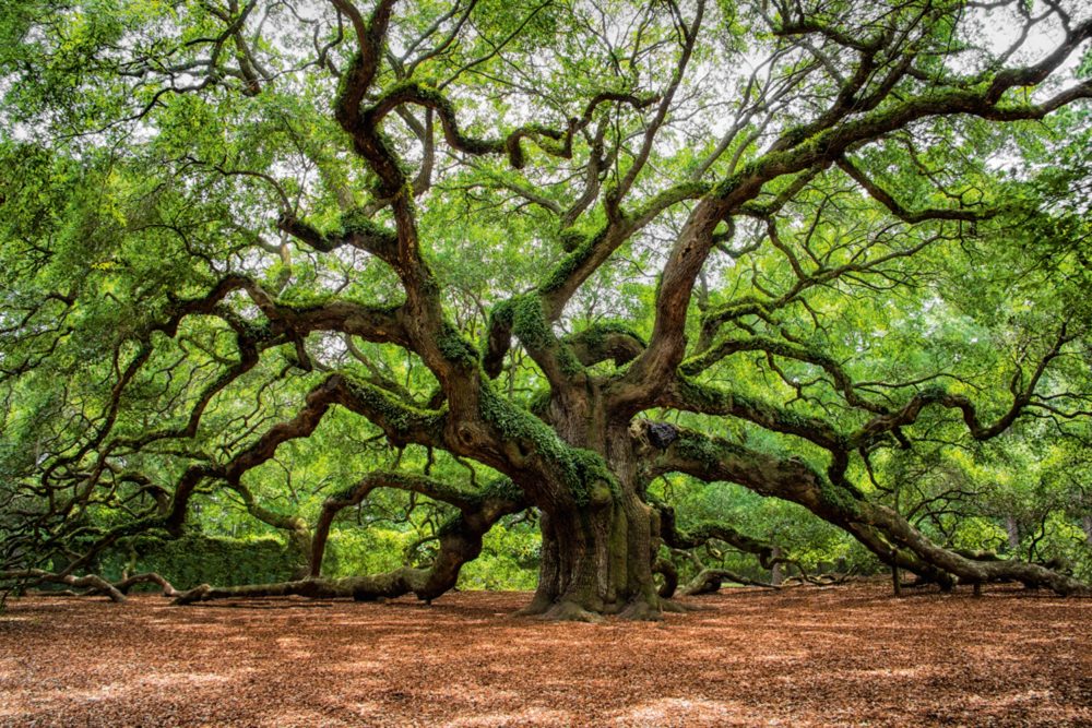 image LAND Alubild Verzweigter Baum  | Schubiger Möbel