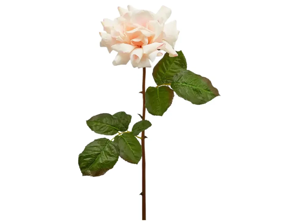 Edg Kunstblume Königsrose Creme H: 55 cm Beige | Schubiger Möbel