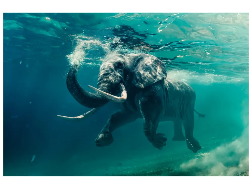 image LAND Alubild Schwimmender Elefant  | Schubiger Möbel