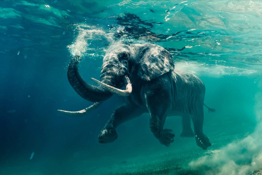 image LAND Alubild Schwimmender Elefant  | Schubiger Möbel