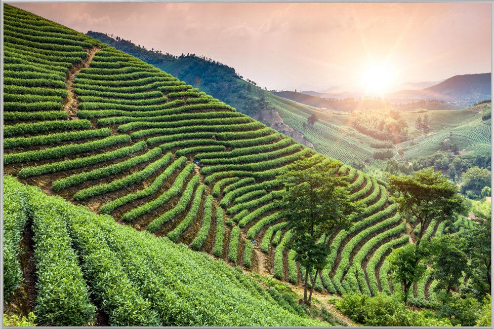 image LAND Bild mit Rahmen Weinberge  | Schubiger Möbel
