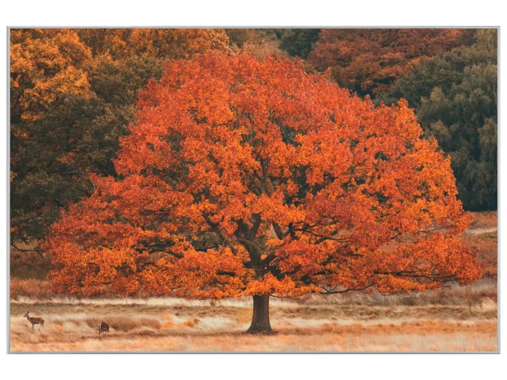 image LAND Bild mit Rahmen Herbstbaum  | Schubiger Möbel