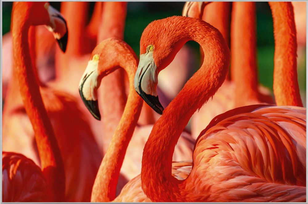 image LAND Bild mit Rahmen Flamingos  | Schubiger Möbel