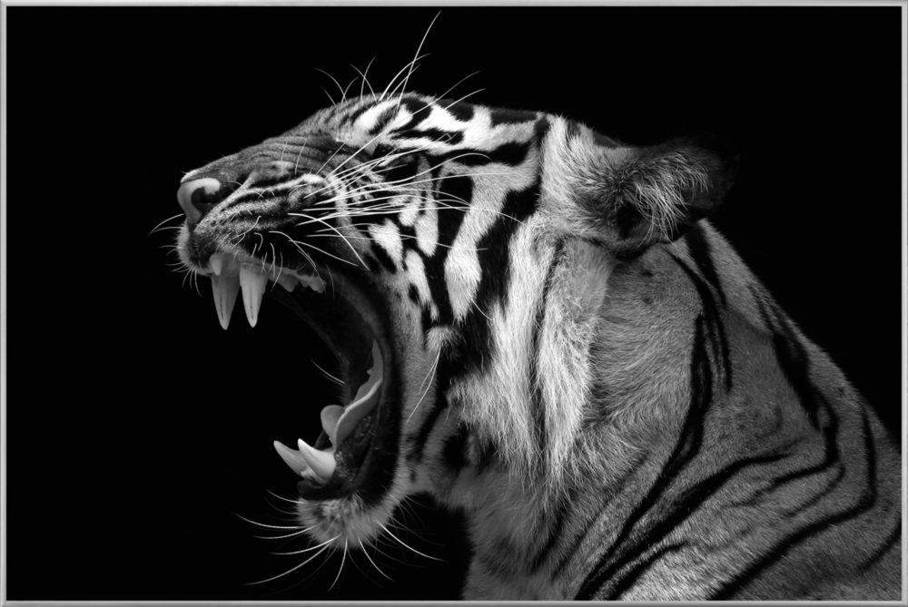 image LAND Bild mit Rahmen Fauchender Tiger  | Schubiger Möbel
