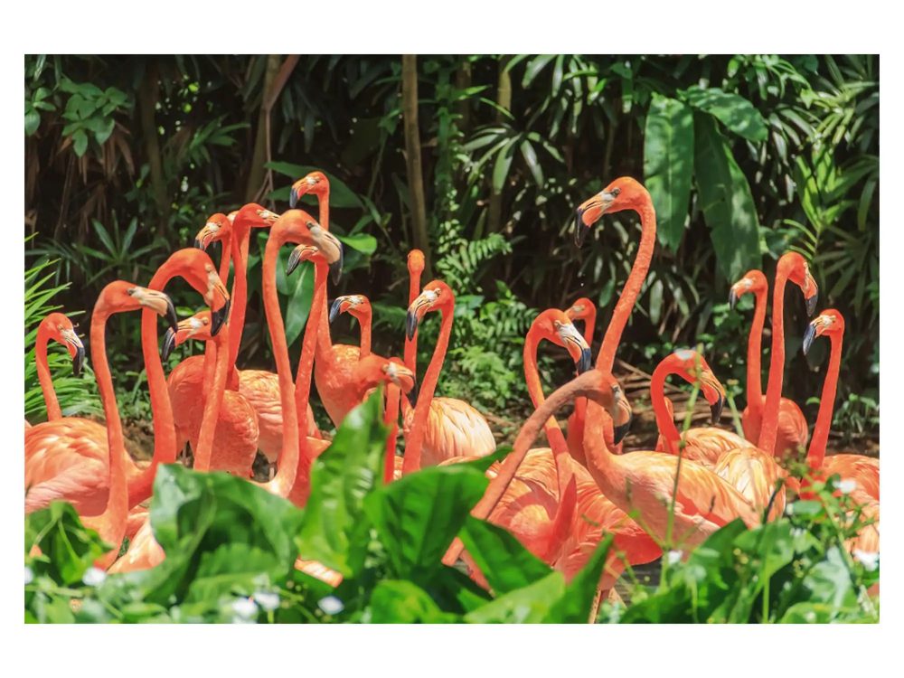 image LAND Digitaldruck auf Acrylglas Nette Flamingo Familie  | Schubiger Möbel