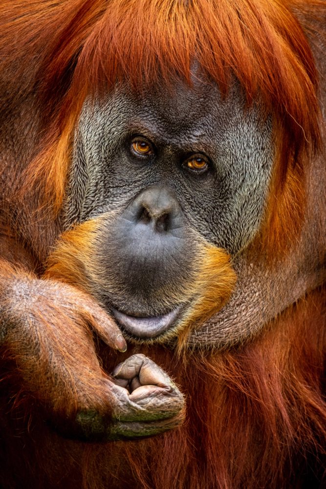 image LAND Alubild Orang-Utan  | Schubiger Möbel