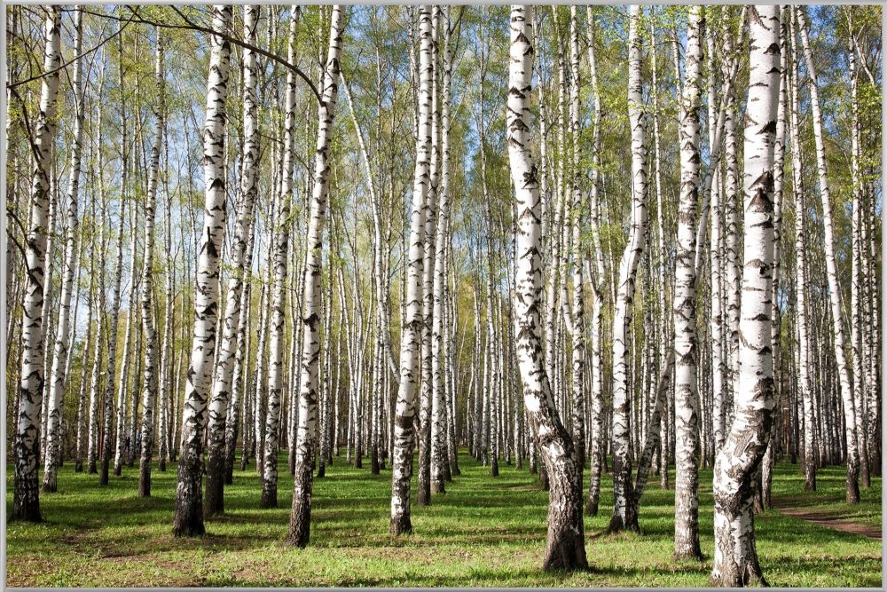 image LAND Bild mit Rahmen Birkenwald  | Schubiger Möbel