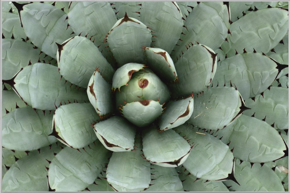 image LAND Bild mit Rahmen Agave  | Schubiger Möbel